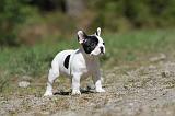 BOULEDOGUE FRANCAIS 451